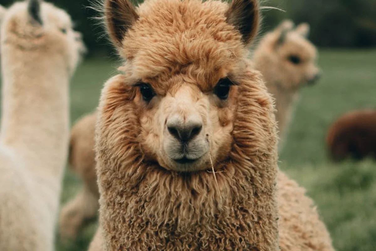 Close-up of a fluffy alpaca with a soft, tan fleece, standing in a green field.