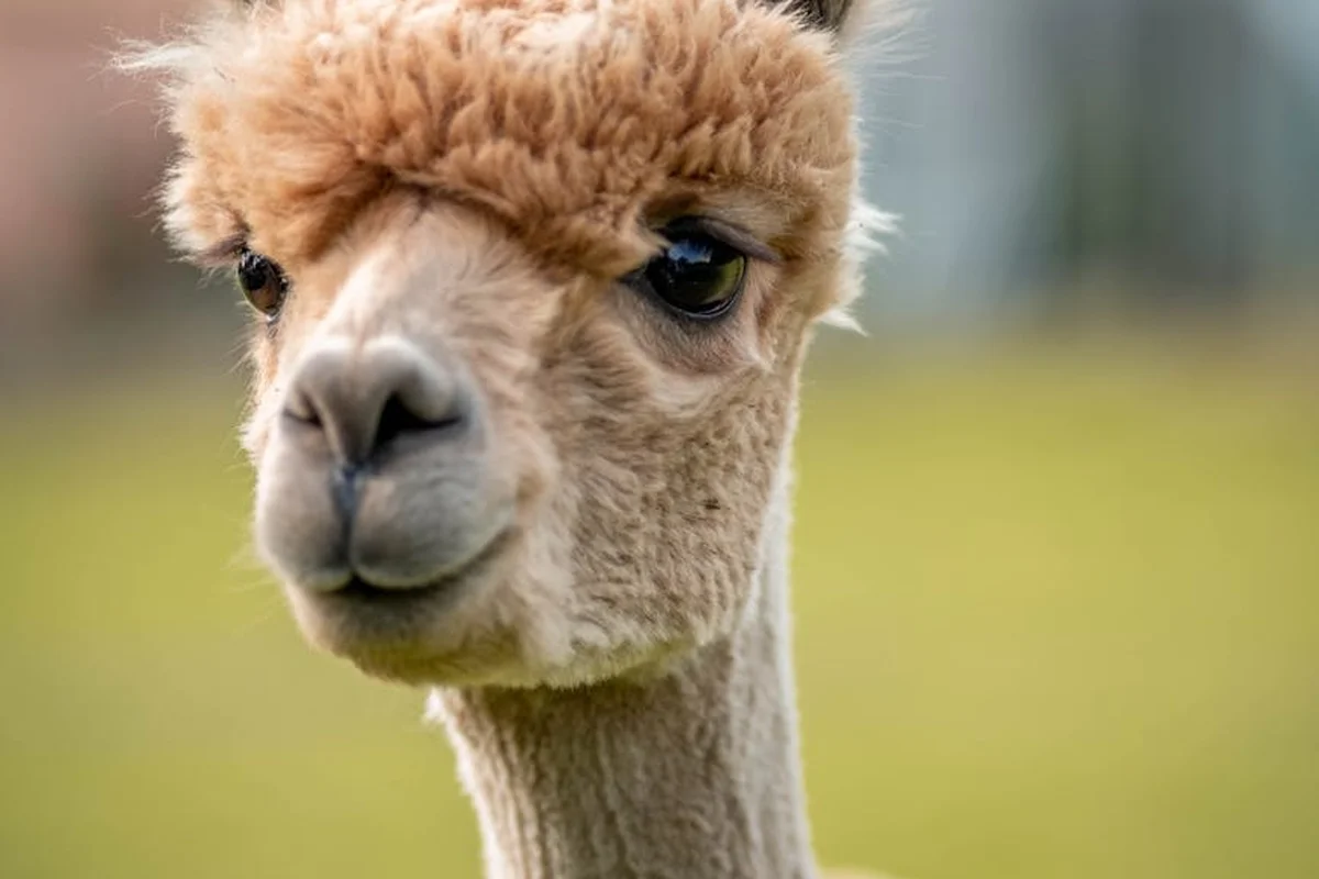 Close-up portrait of a brown alpaca with fluffy fleece and a soft, curious expression, against a blurred grassy background.