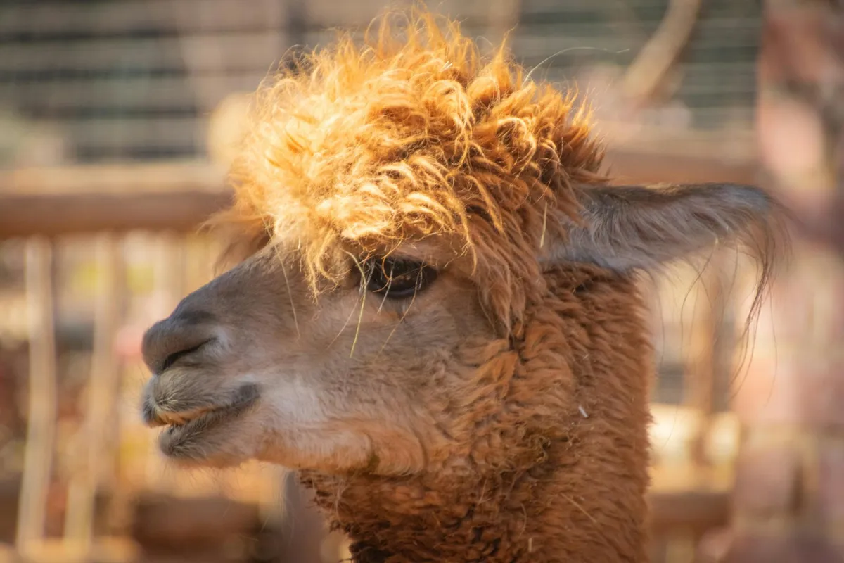 Close-up profile of a brown alpaca with fluffy fleece