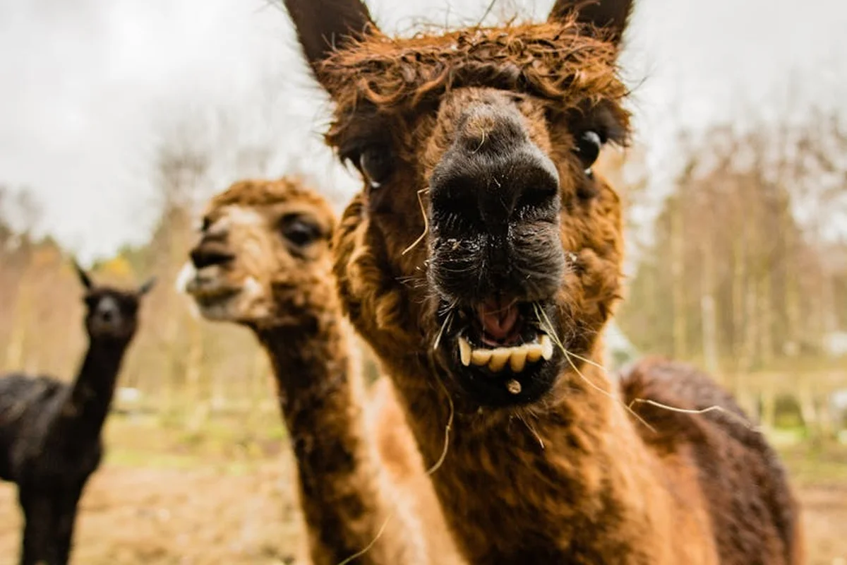 Two fluffy alpacas in a field, with one looking toward the camera.