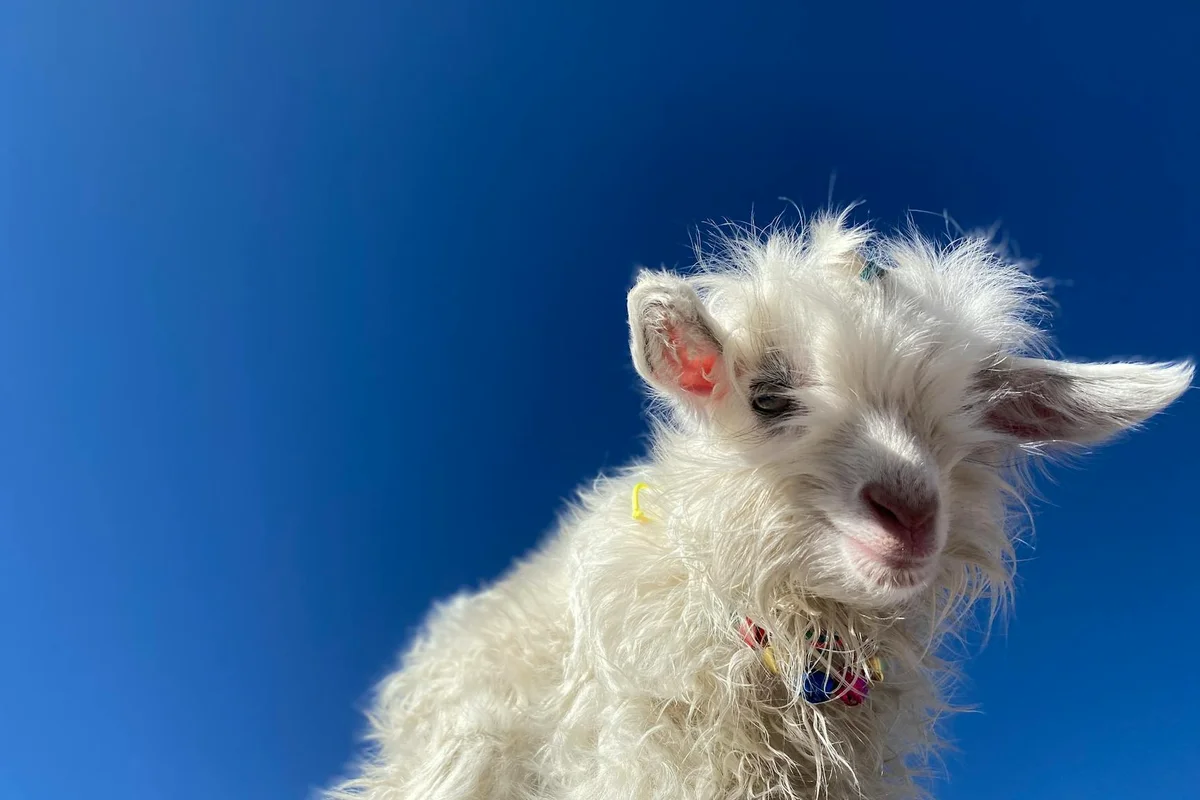 Fluffy white Angora animal against a bright blue sky, highlighting the long wool associated with angora fiber.