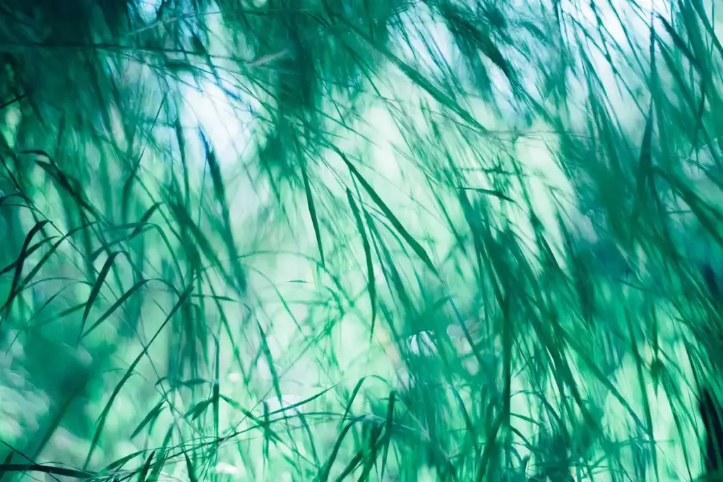 What Is the Real Environmental Cost of Bamboo Viscose?