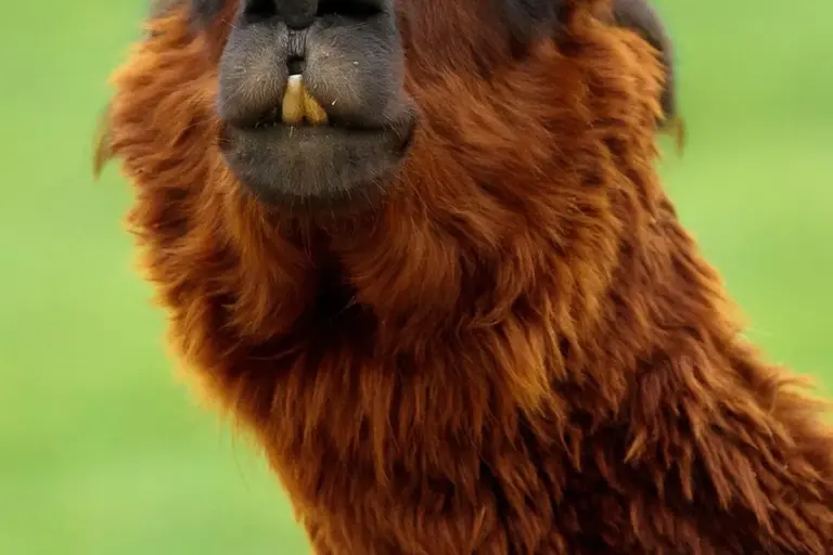Close-up of a brown alpaca's face and fluffy neck against a green background