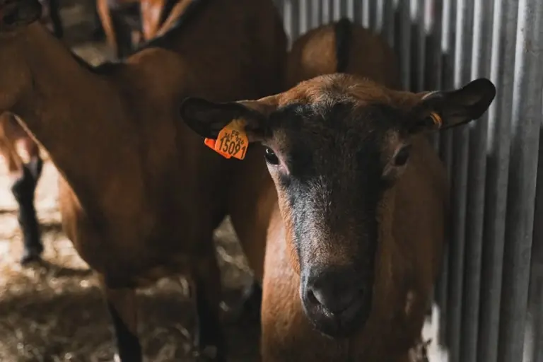 Close-up of a brown cashmere goat with an orange ear tag inside a metal pen