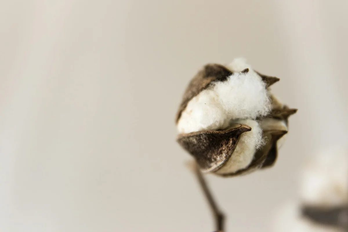 Close-up of a cotton boll with white fluffy fibers