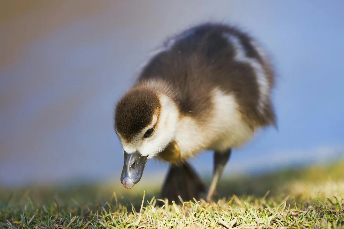 Fluffy duckling standing on grass with a blurred blue background