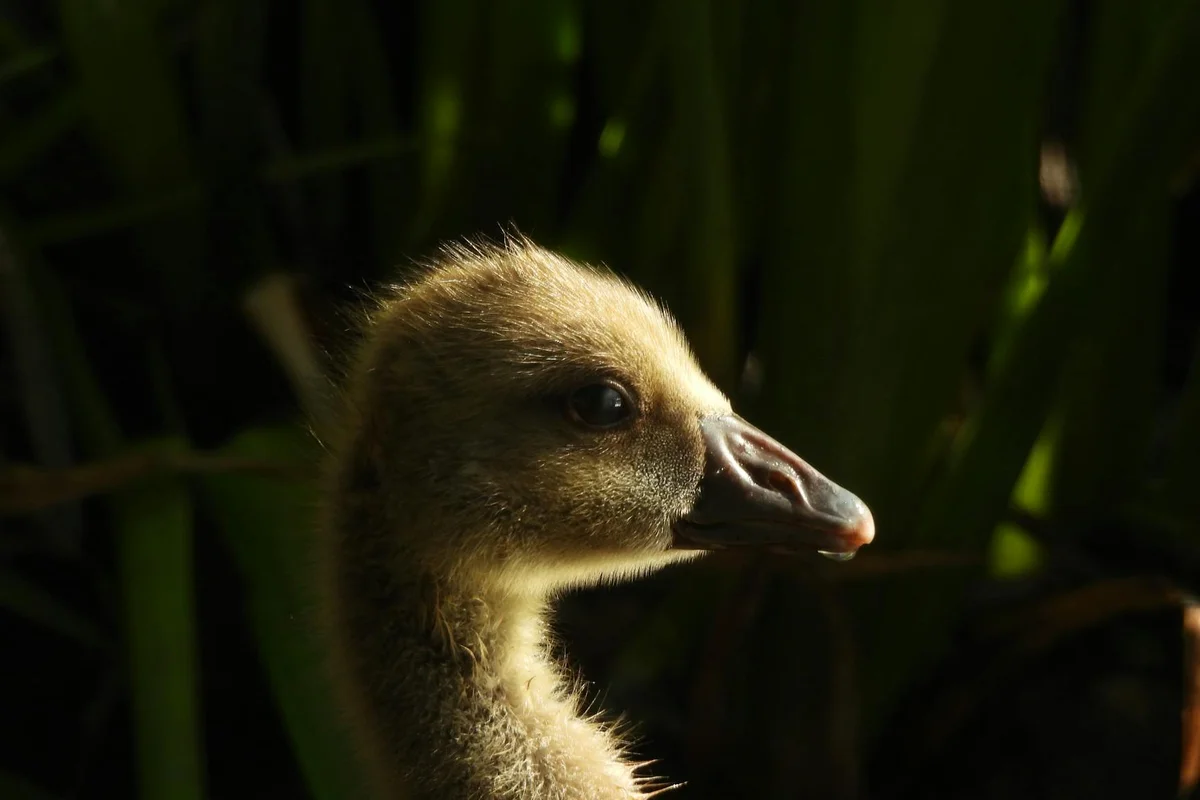 Close-up of a fluffy duckling's head with a dark beak, set against green reeds.