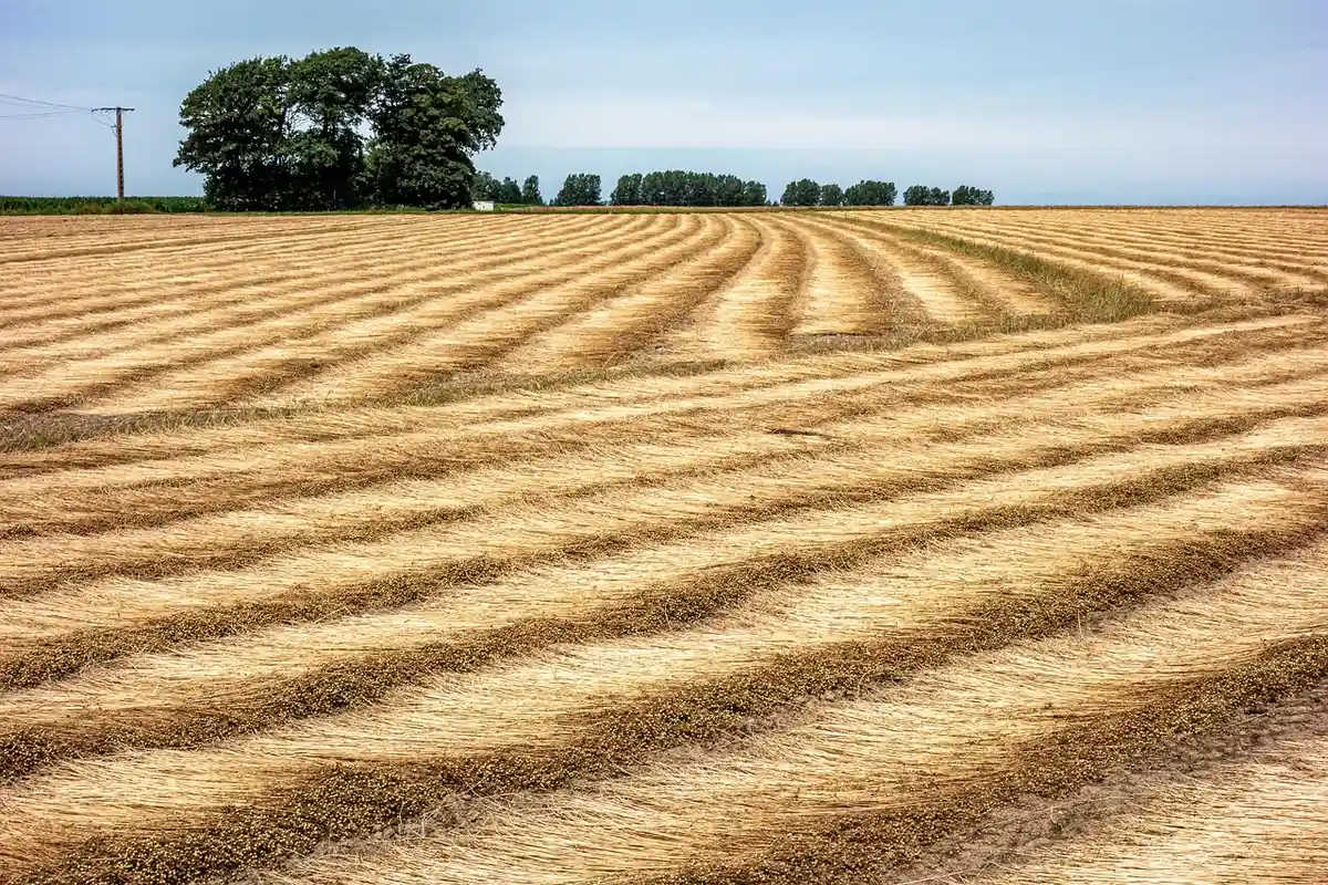 Harvested field with parallel straw rows and a distant tree line under a clear blue sky.
