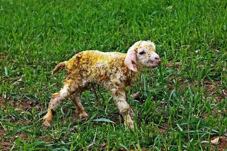 A young lamb with muddy, matted wool standing in a grassy field.