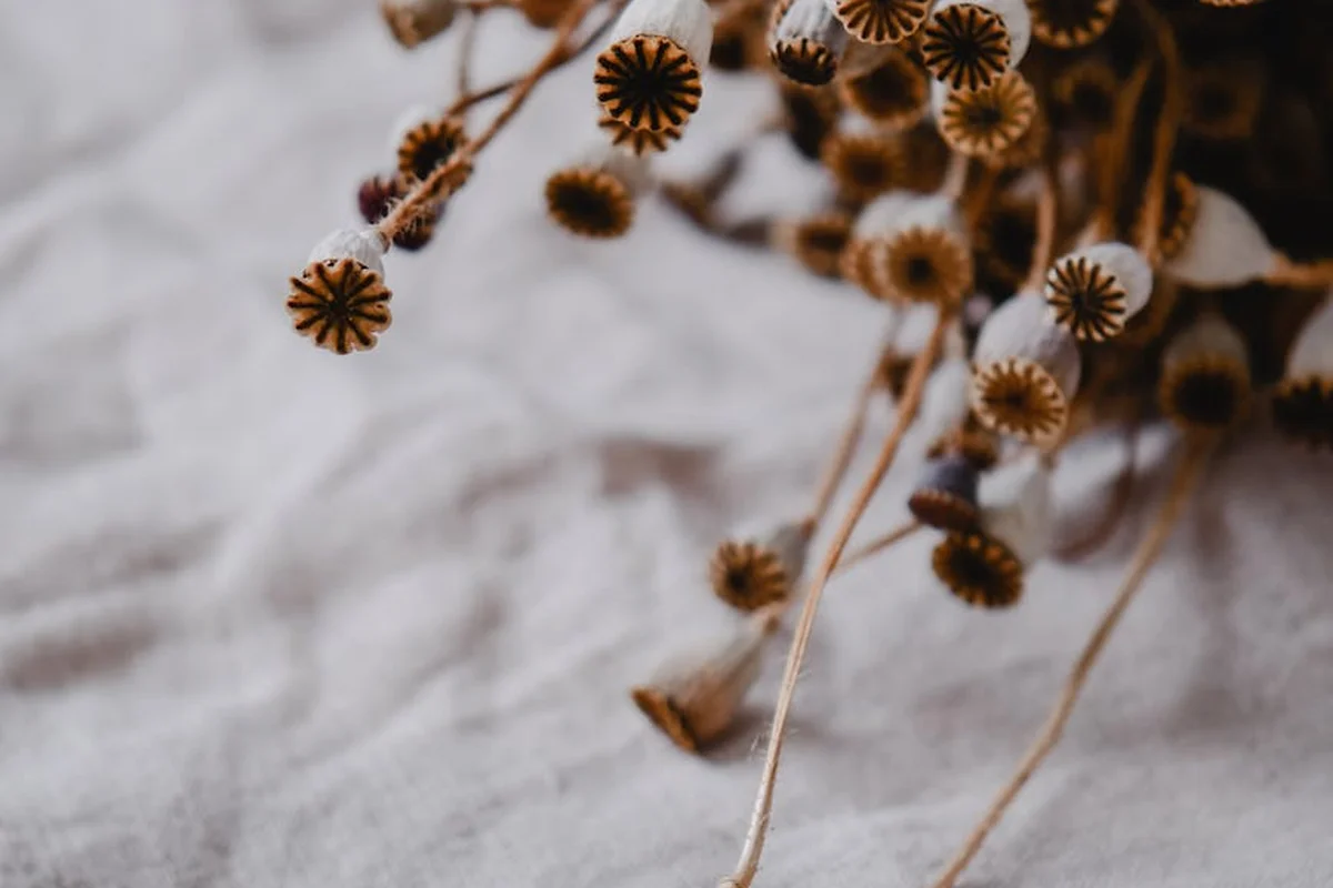 Close-up of dried plant stems with round seed heads on a light, textured surface.