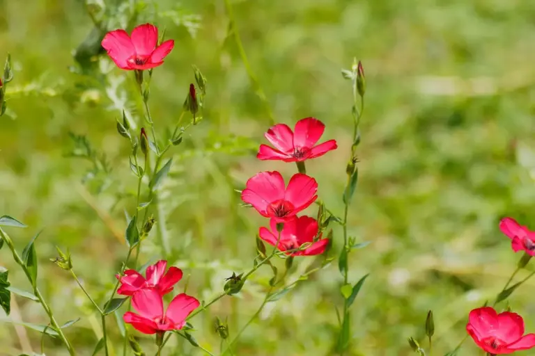 Close-up of pink blossoms on slender green stems in a sunlit field.