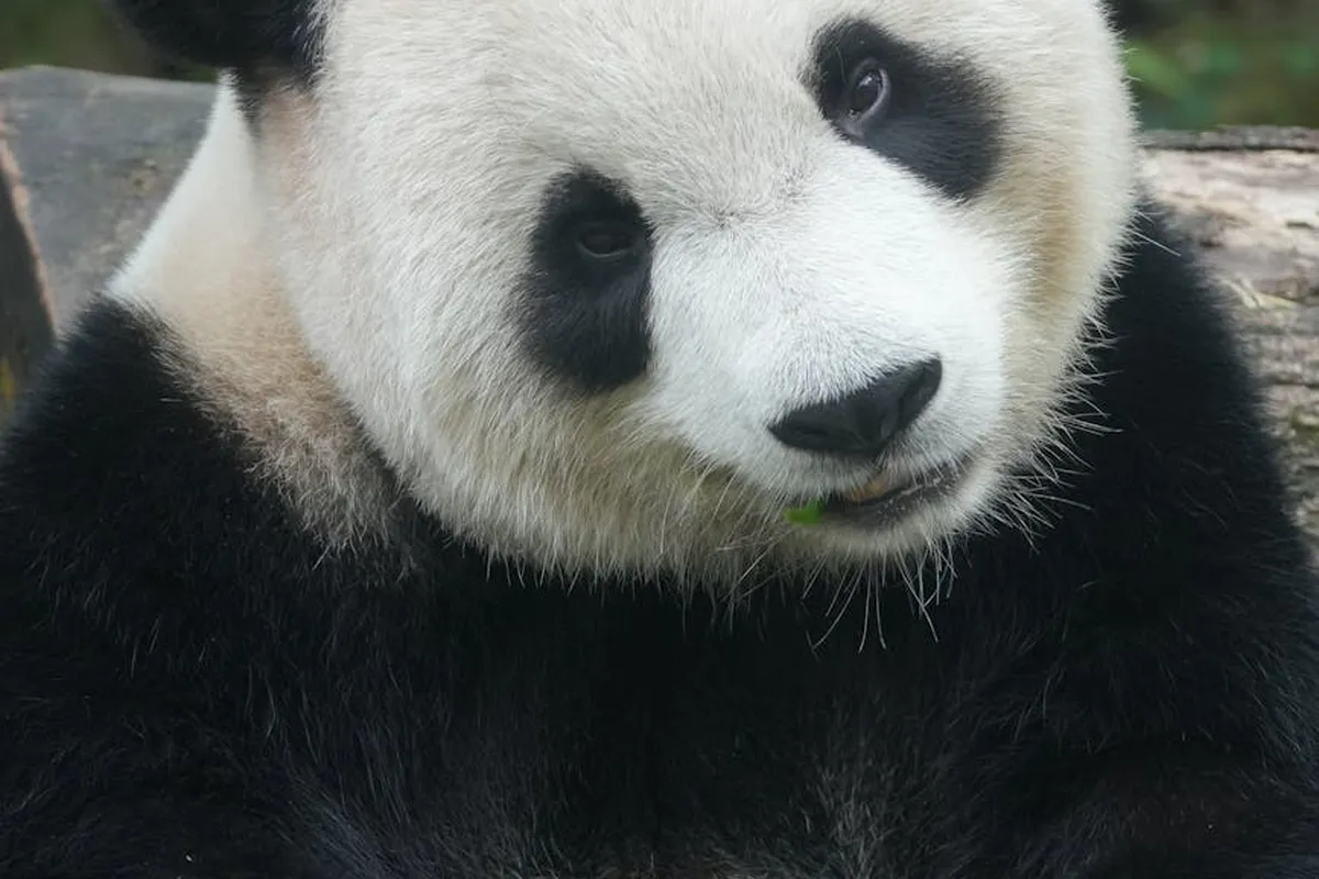 Close-up of a panda with black and white fur looking at the camera