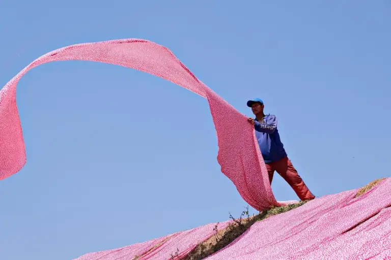 A person stands on a pink hillside, holding a long pink scarf that billows dramatically in the wind against a clear blue sky.