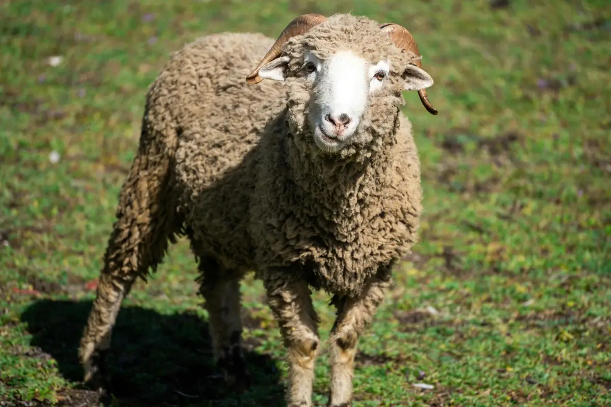 A fluffy sheep standing on green grass, facing the camera in a sunlit field.