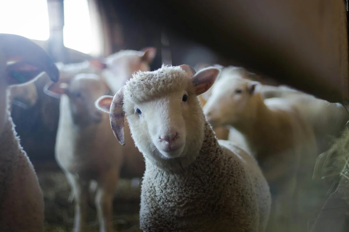 Close-up of a fluffy sheep in a barn, looking toward the camera.