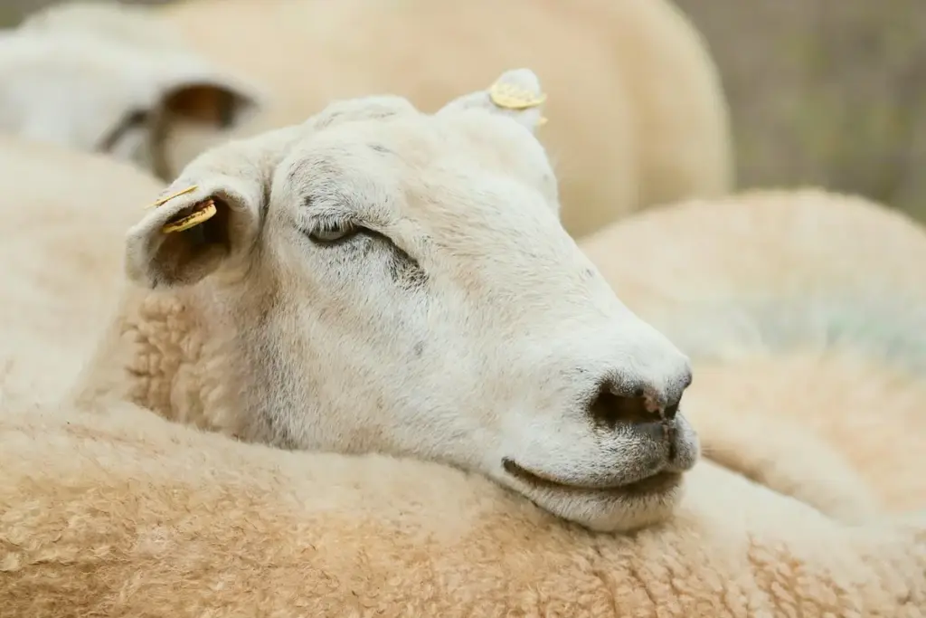 How Do You Protect Wool and Silk from Moths: Natural Remedies or Chemical Solutions?