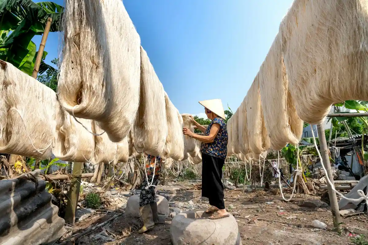 A person wearing a conical hat inspects rows of silkworm cocoons hanging on lines in a rural sericulture setup.