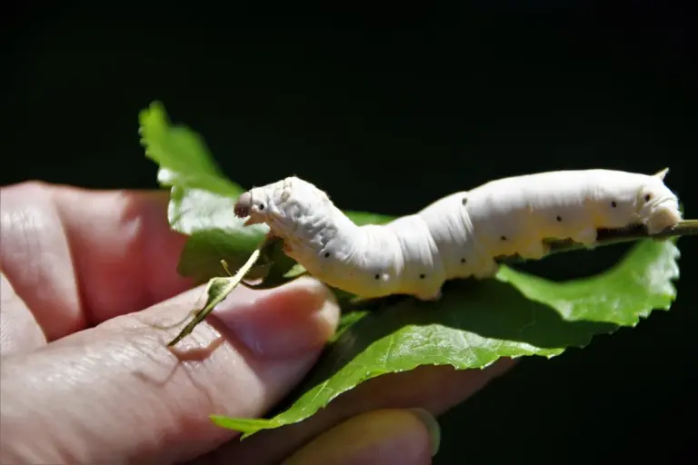Close-up of a white silkworm larva crawling on a green mulberry leaf held by a person's fingers