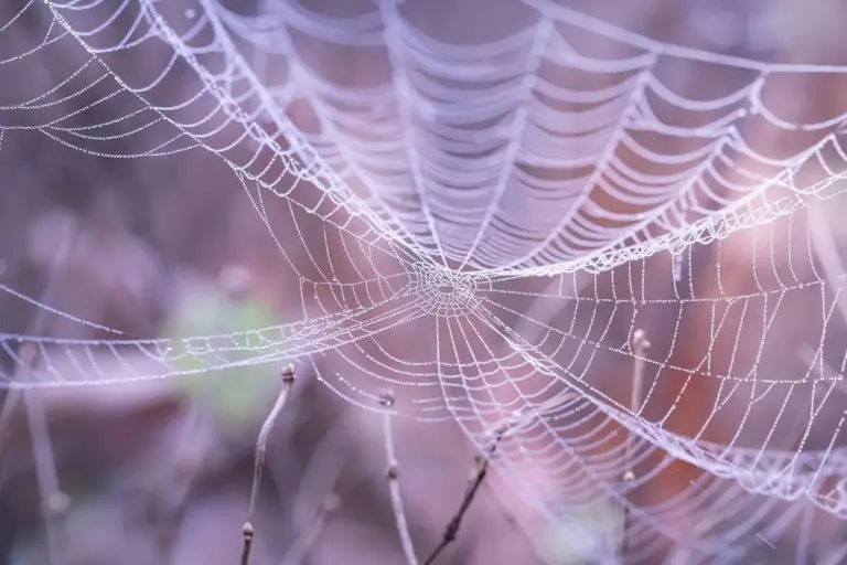 Close-up of a dew-covered spider silk web among blurred twigs