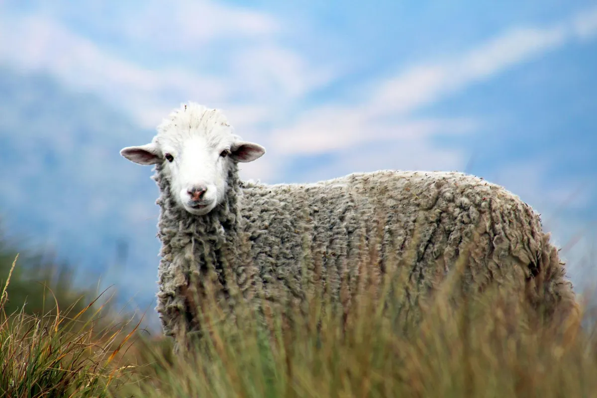 Sheep standing in a grassy field with a blue sky