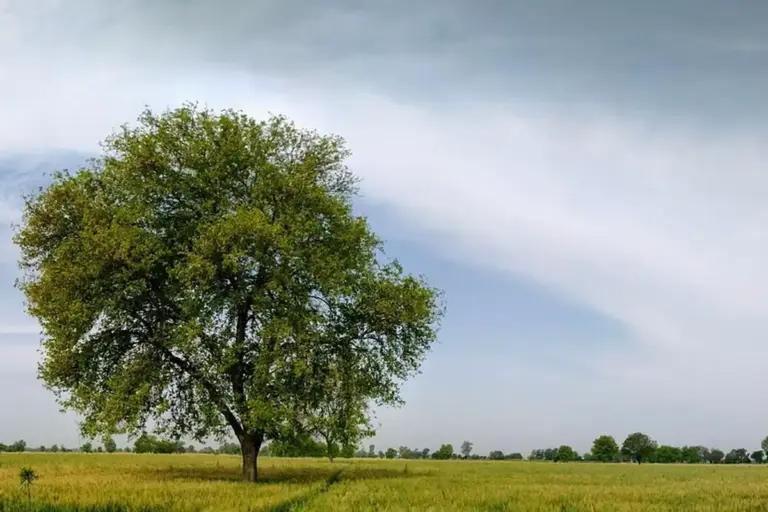 A solitary tree stands in a grassy field under a blue sky with wispy clouds.